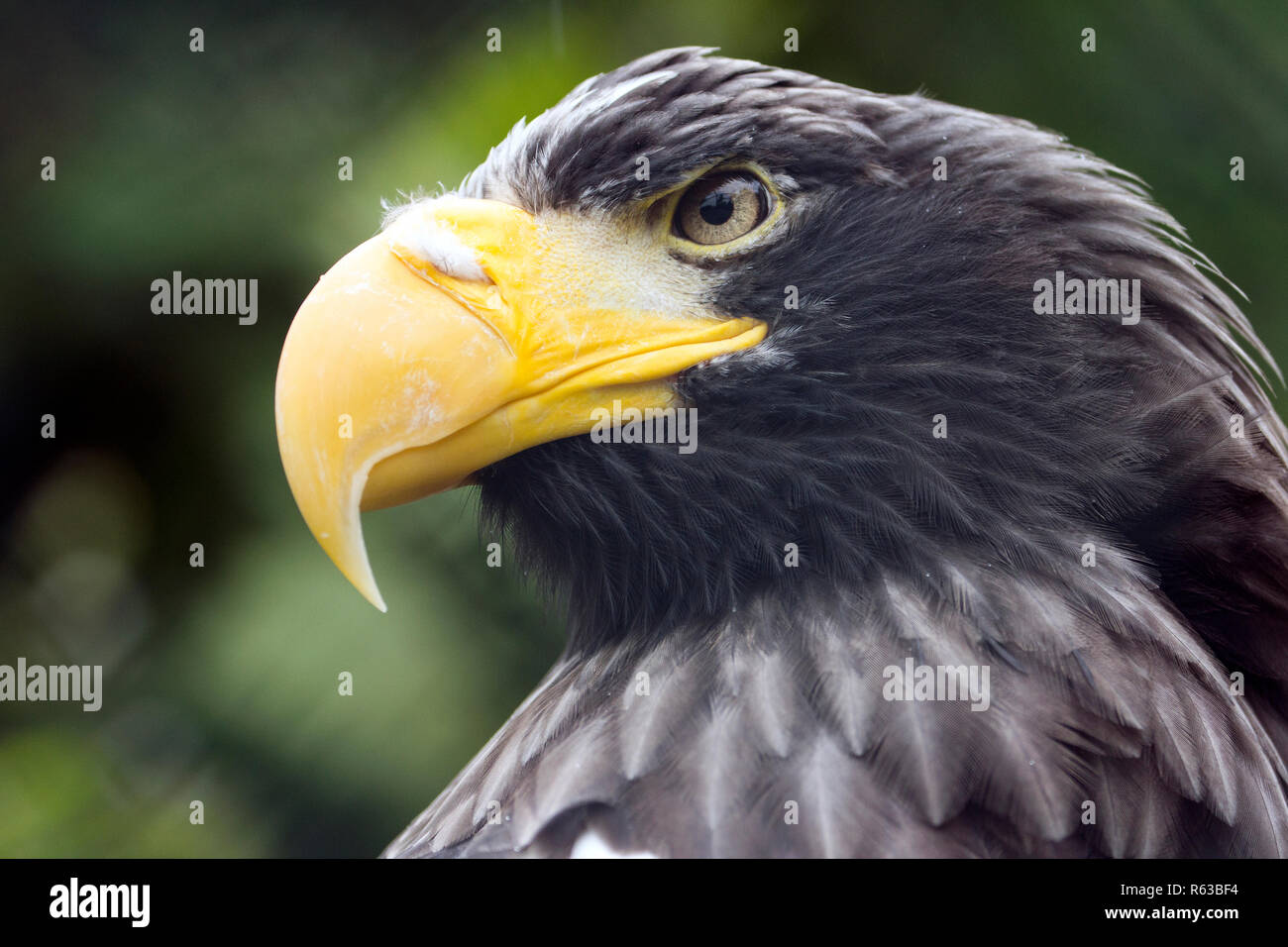 Steller's Sea Eagle, predator with big yellow beak and mean looking eyes. Stock Photo