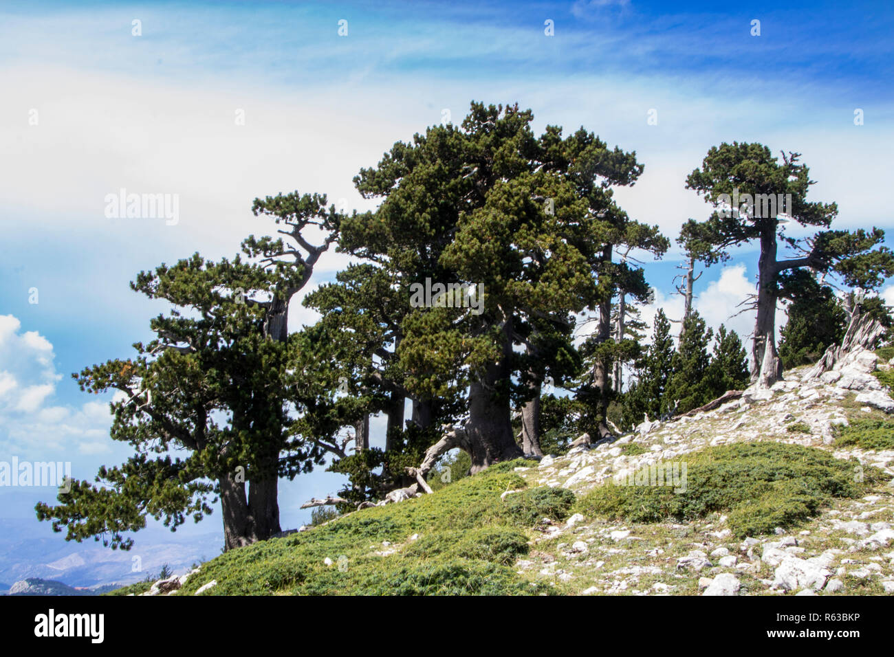 So called Garden of Gods in Pollino National park, where  the Bosnian pine, or Pinus Leucodermis lives, Basilicata , Italy Stock Photo