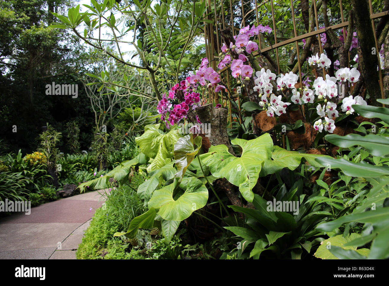 National Orchid Garden Singapore Stock Photo 227498906 Alamy