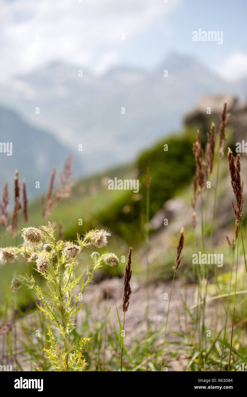 Feather top mountain hi-res stock photography and images - Alamy