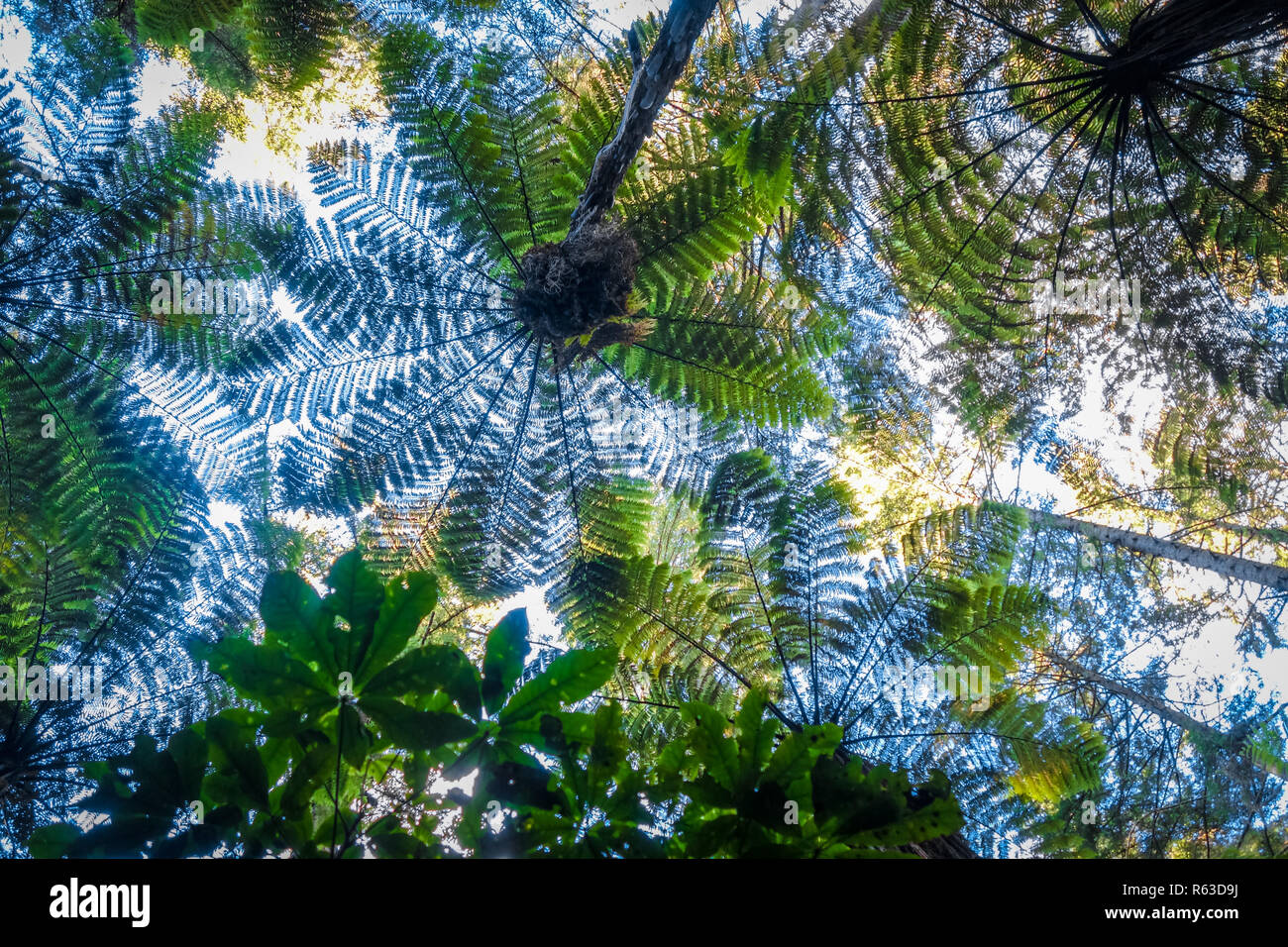 Giant wood ferns hi-res stock photography and images - Alamy