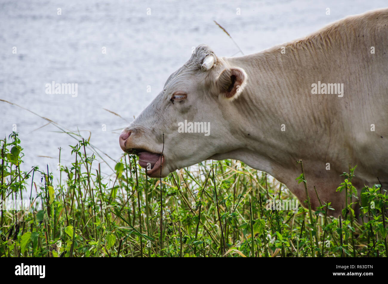 happy cow of a meadow on the elbe Stock Photo