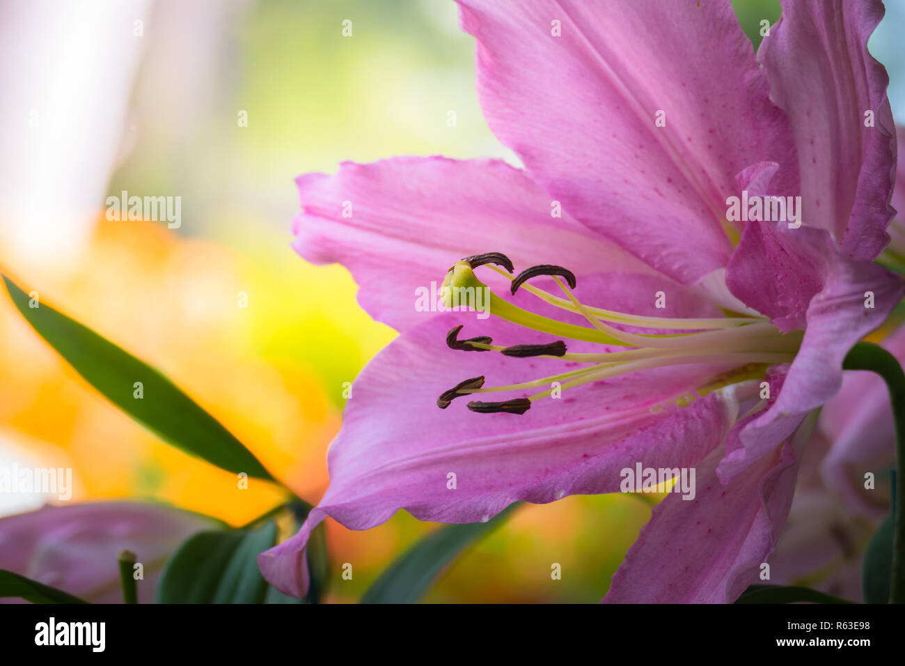 The background image of the colorful flowers Stock Photo - Alamy