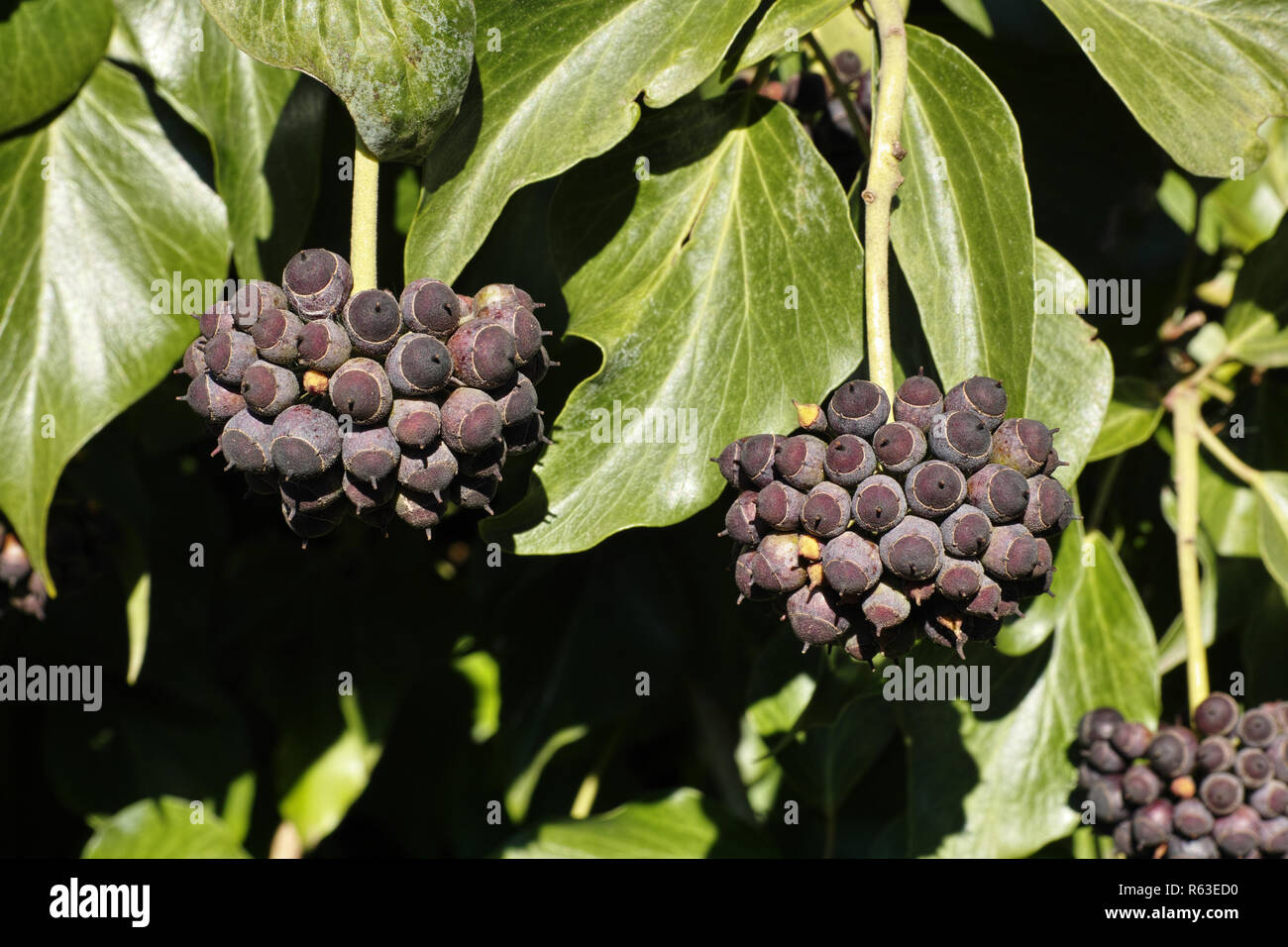 leaves and berries of  a plant of hedera hibernica Stock Photo