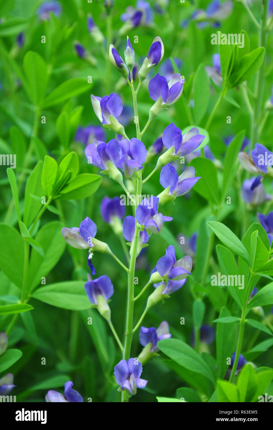 Indigolupine hi-res stock photography and images - Alamy