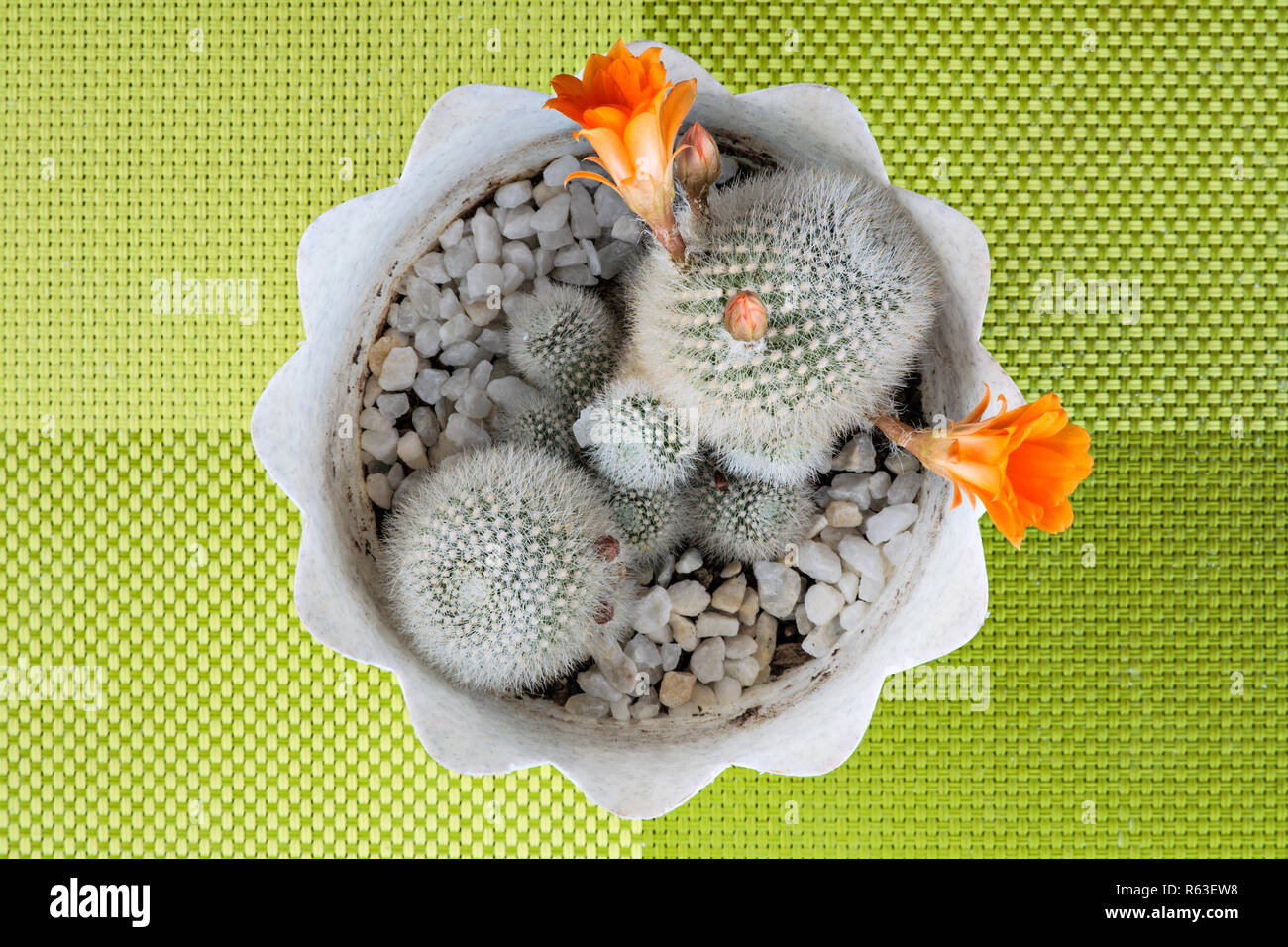 Blooming cactus with orange flowers Stock Photo