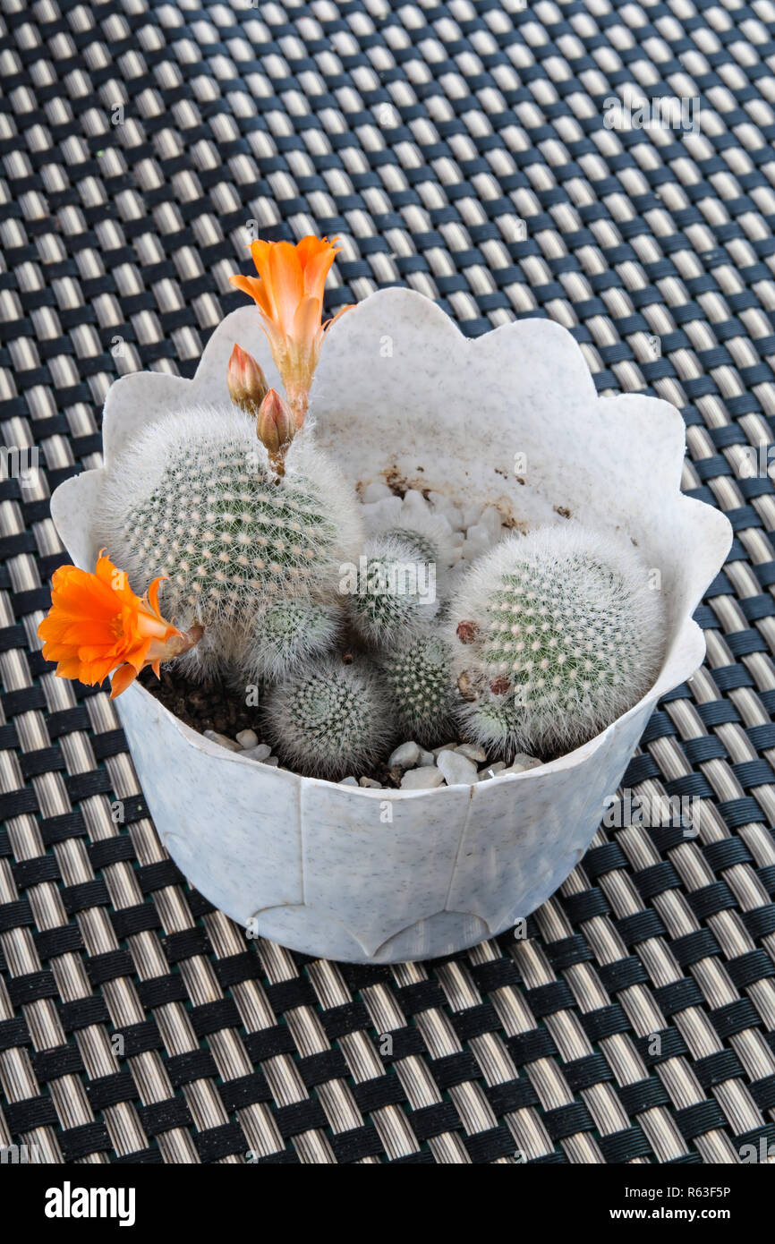 Blooming cactus with orange flowers Stock Photo