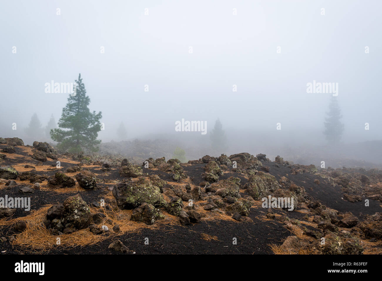 Lonely trees at volcano desert of Teide Stock Photo - Alamy