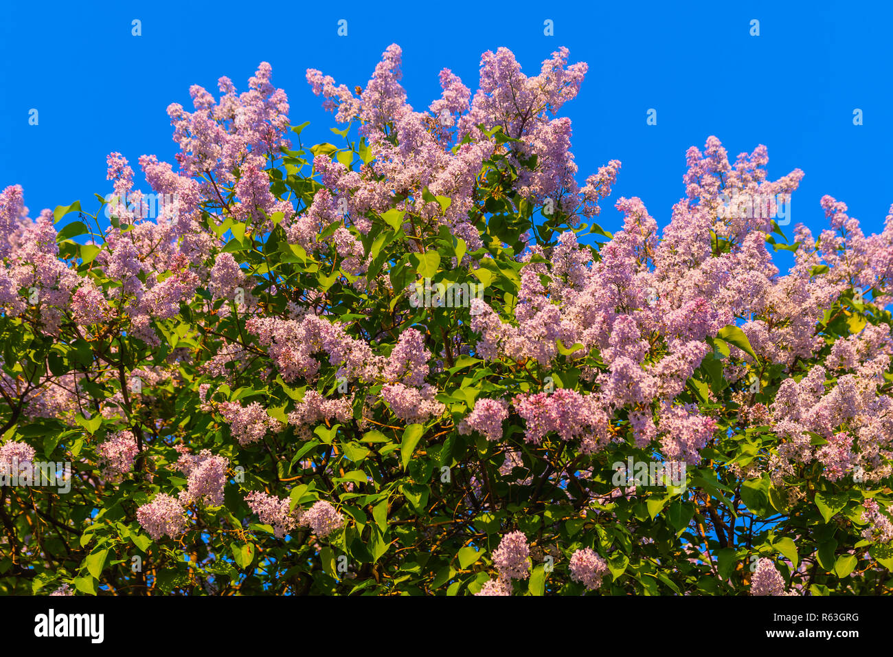 Foliage of lilac tree hi-res stock photography and images - Alamy