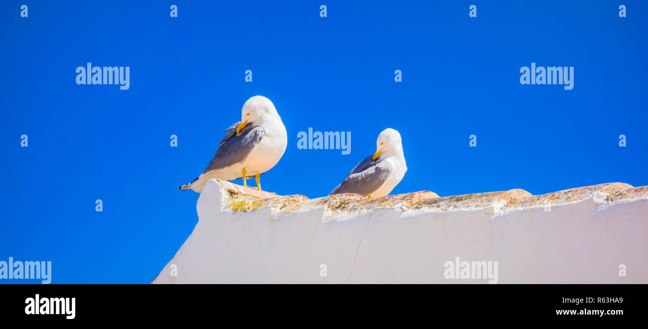 two seagulls on a roof Stock Photo