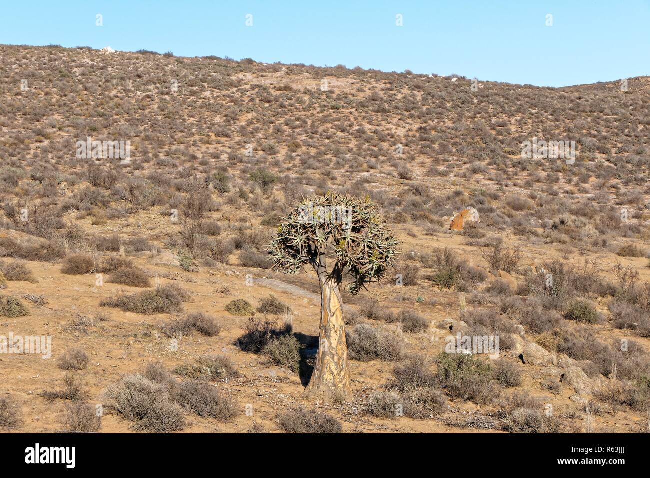 quiver tree in the goegap nature reserve Stock Photo