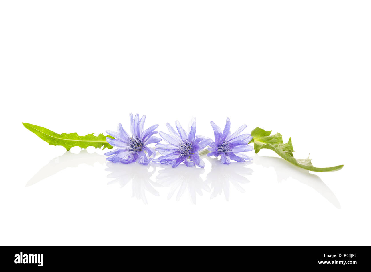 Common chicory flower isolated. Stock Photo