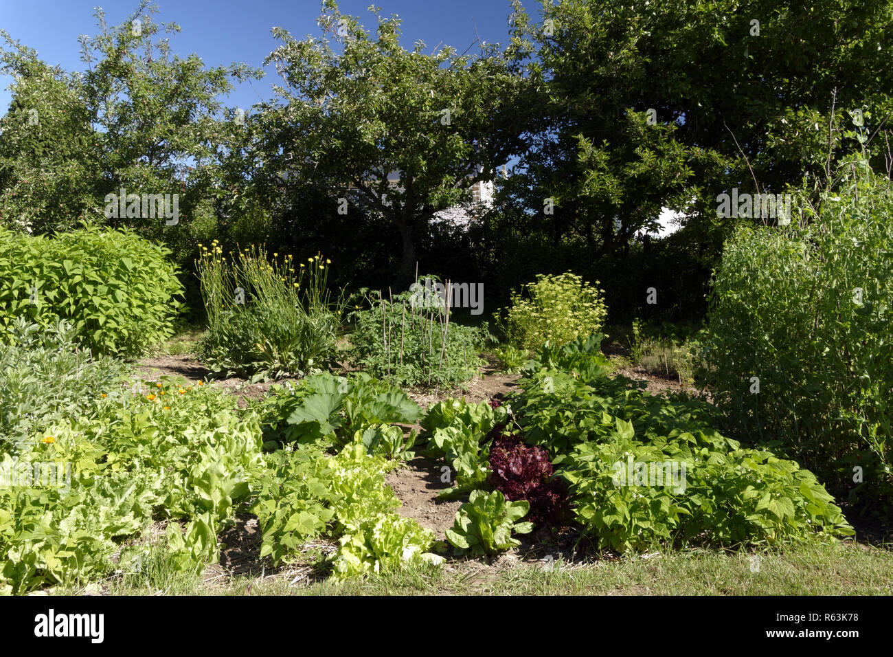 Vegetables growing in the garden (broad beans, salads, green beans, peas supported by canes, plants of tomatoes, parsley, Zucchini plants). Stock Photo