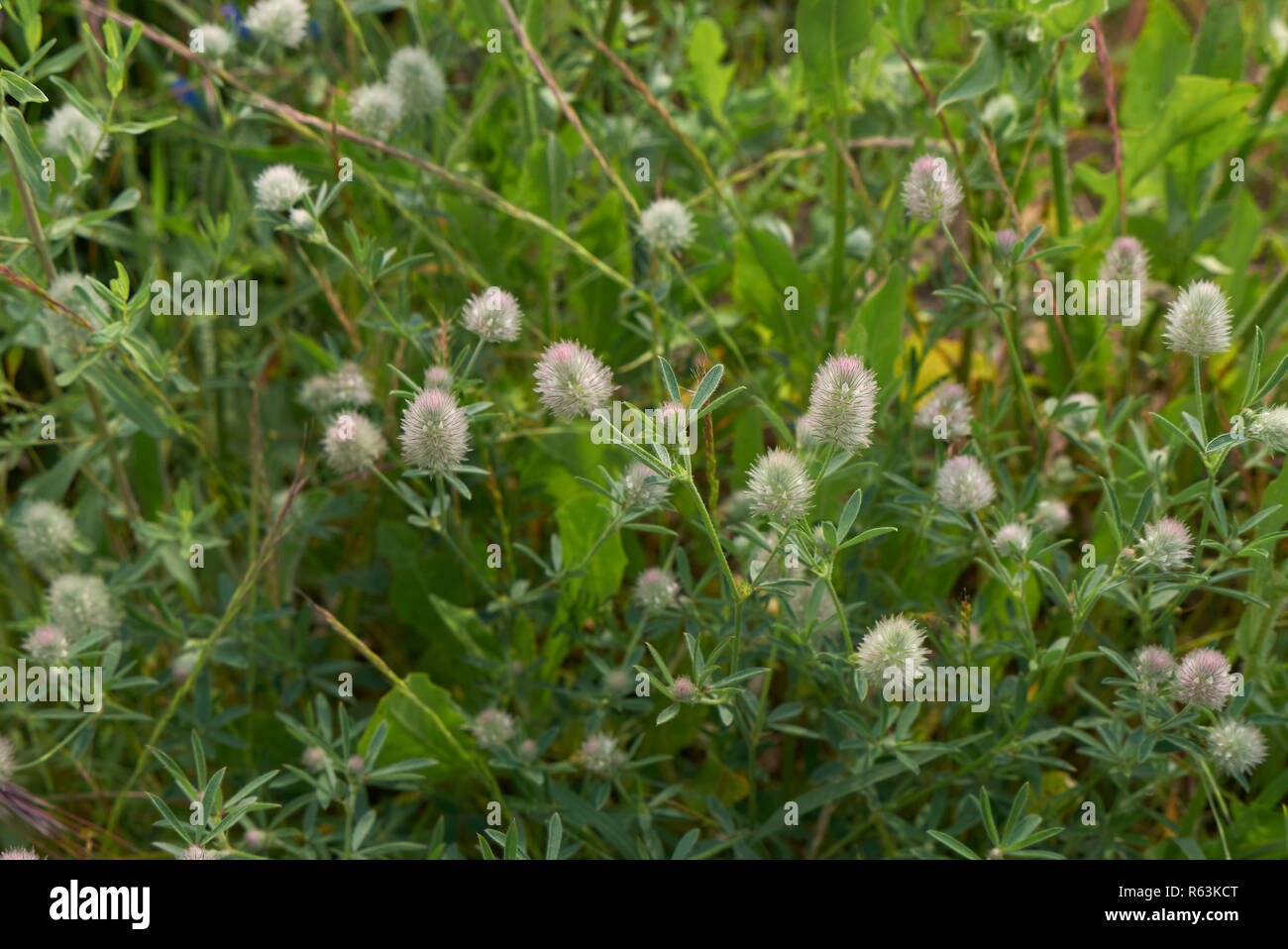 Trifolium arvense close up Stock Photo