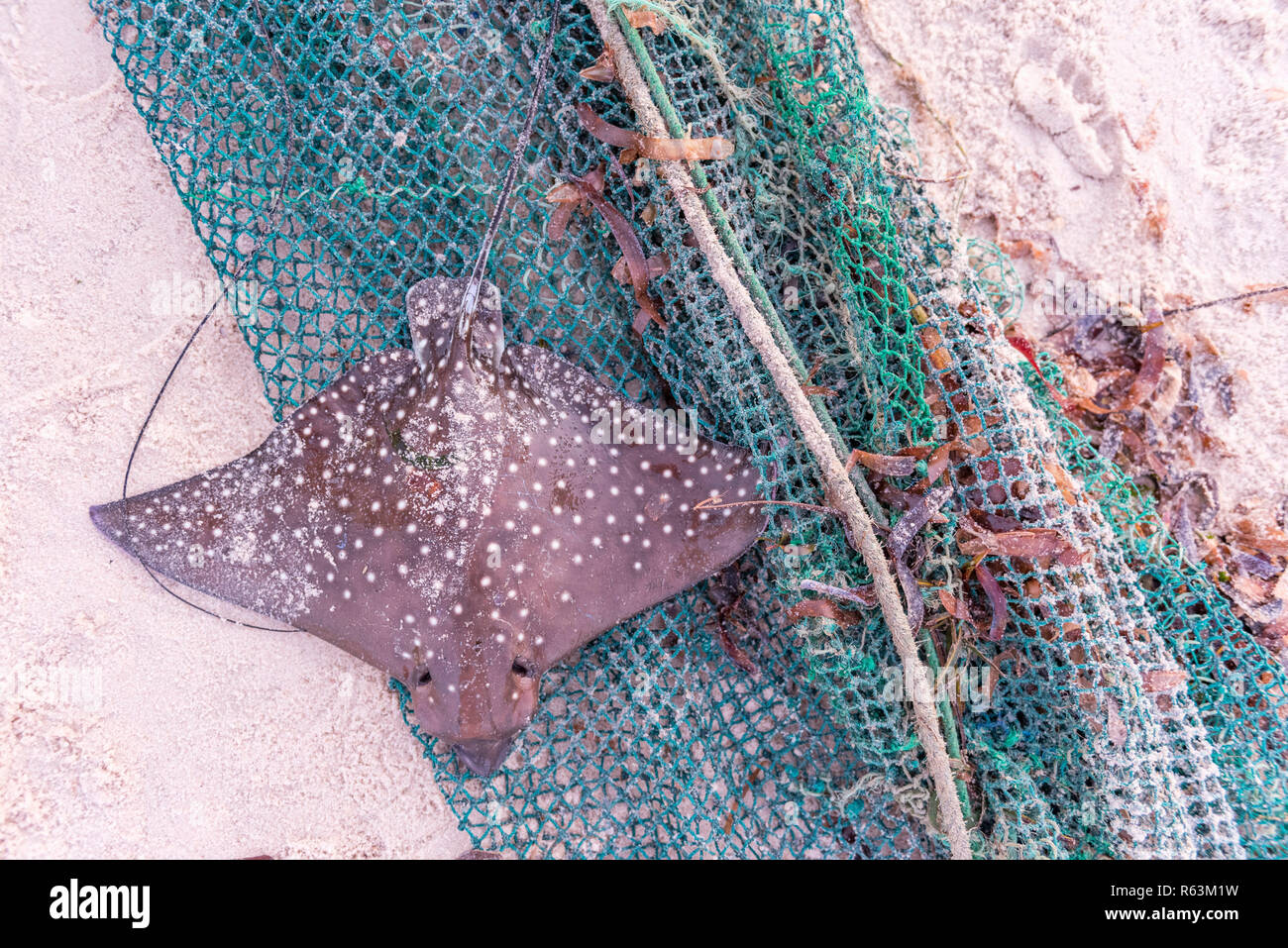 A spotted eagle ray Aetobatus narinari caught in a net in Mozambique. Stock Photo