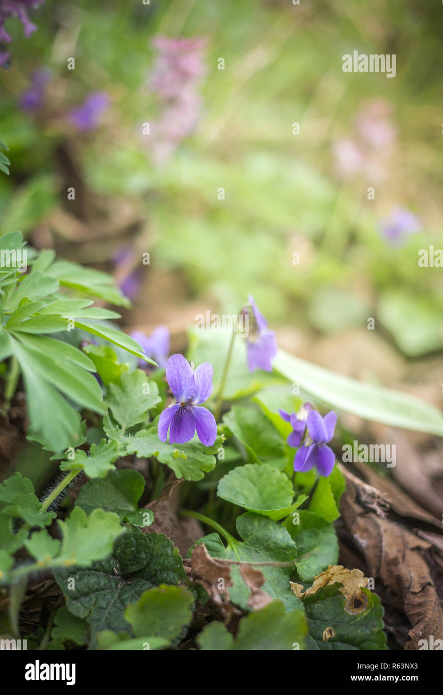 Violet violets flowers bloom in the spring forest. Viola odorata Stock Photo