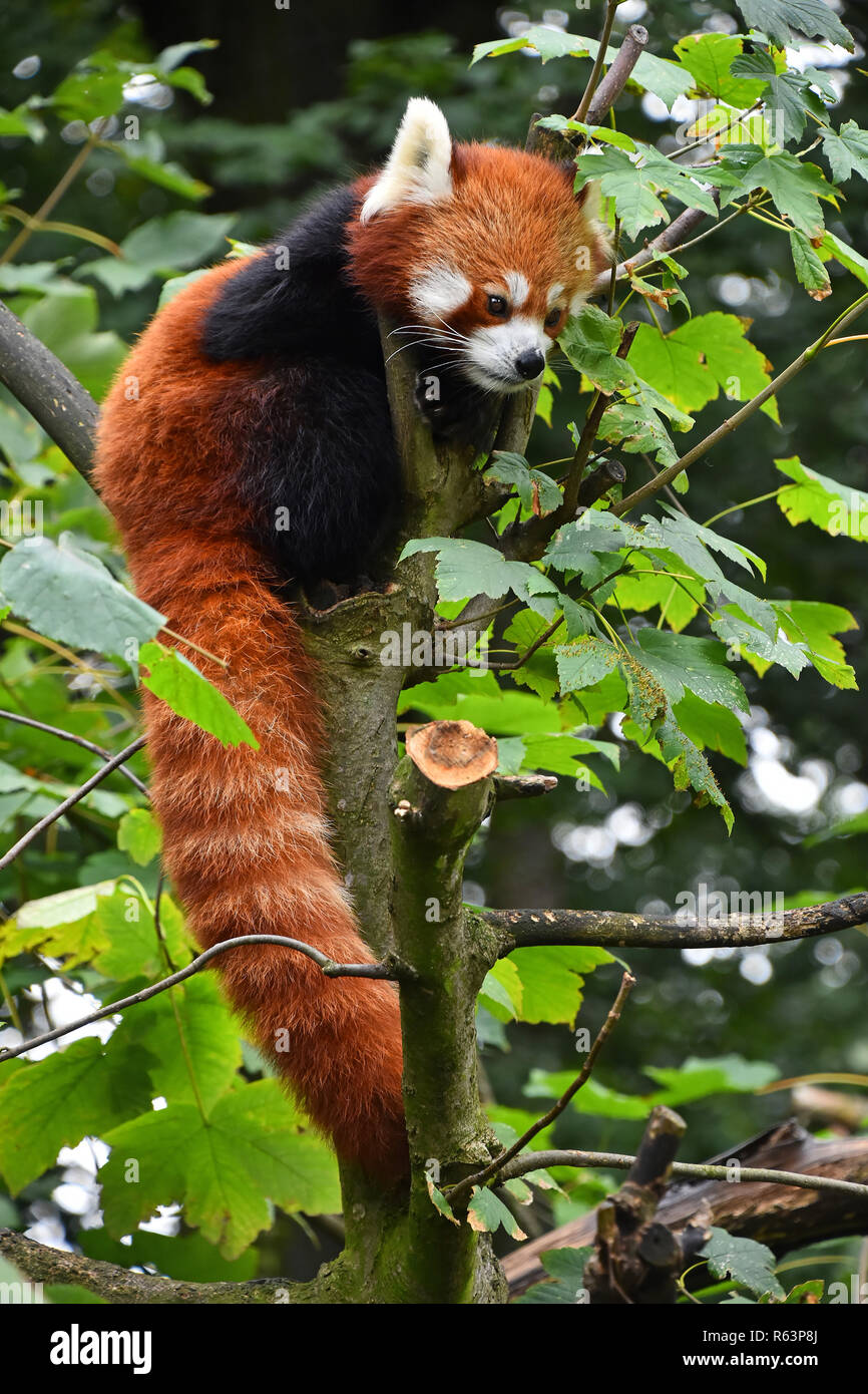 Closeup face cute red panda hi-res stock photography and images - Alamy