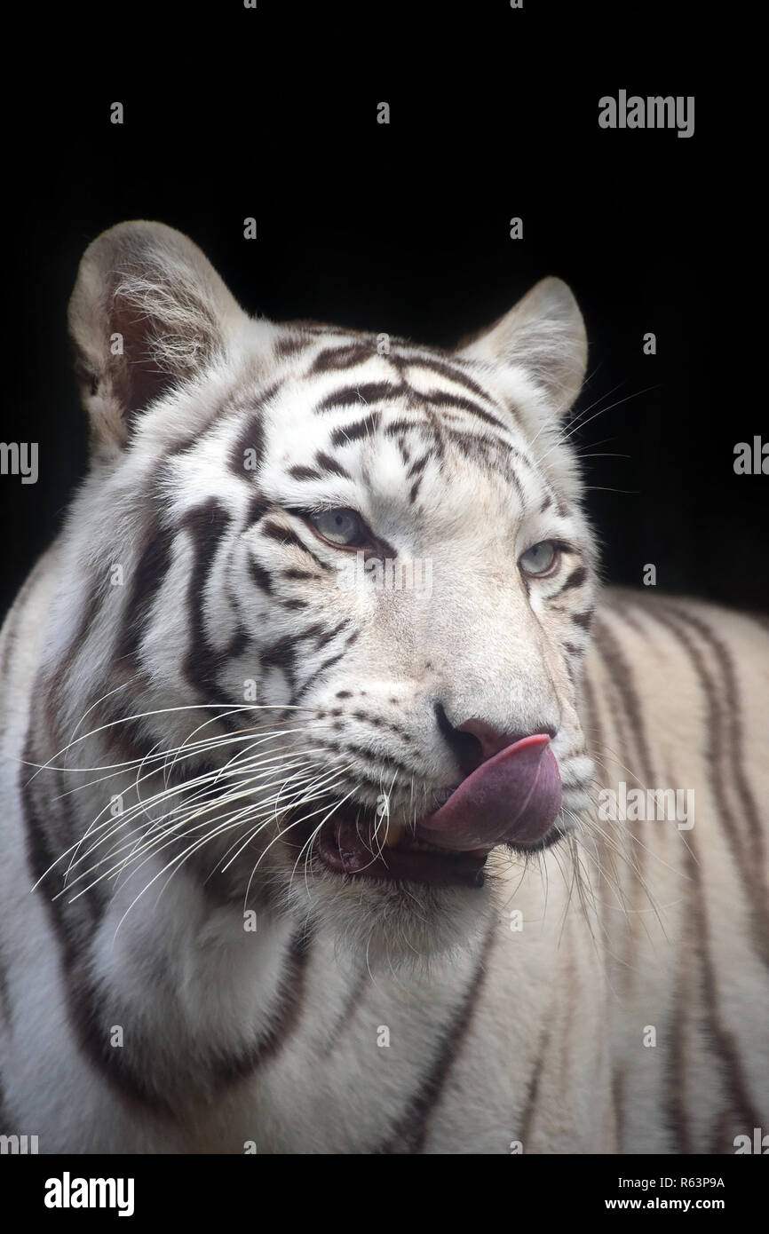 Close up portrait of white tiger Stock Photo Alamy