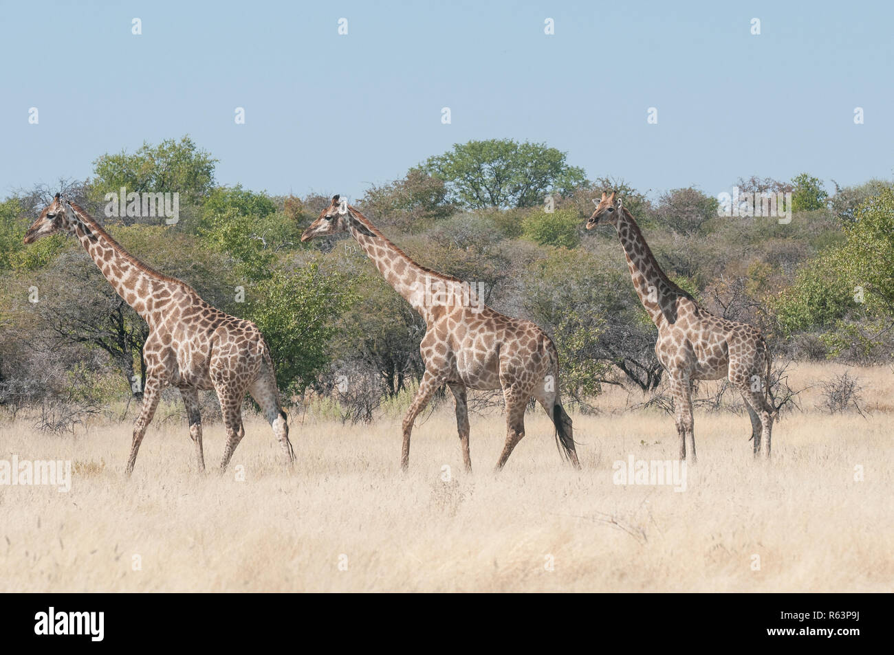 Three giraffes Stock Photo