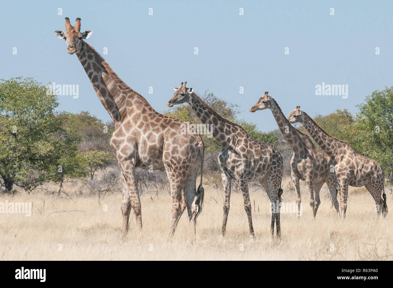 Four giraffes Stock Photo
