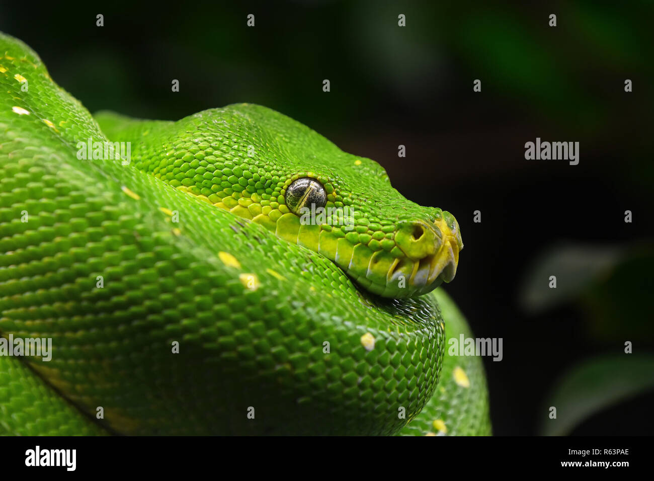 Green tree python profile portrait close up Stock Photo - Alamy