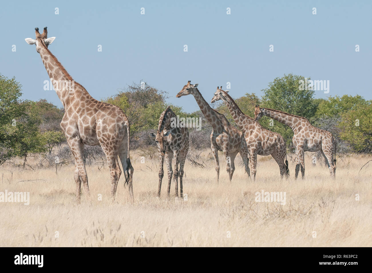Five giraffes Stock Photo