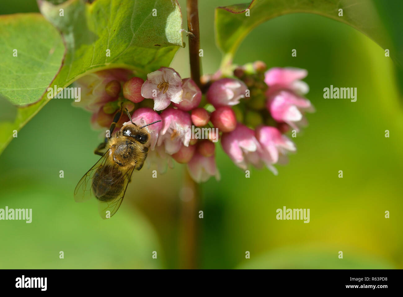 ordinary snowberry Stock Photo