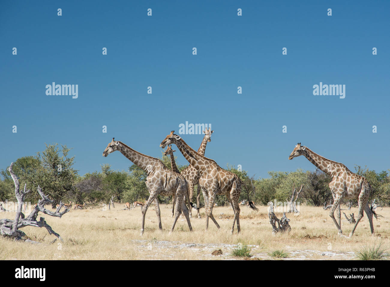 Four giraffes Stock Photo