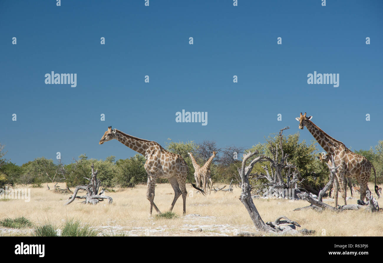 Giraffe in Namibia Stock Photo
