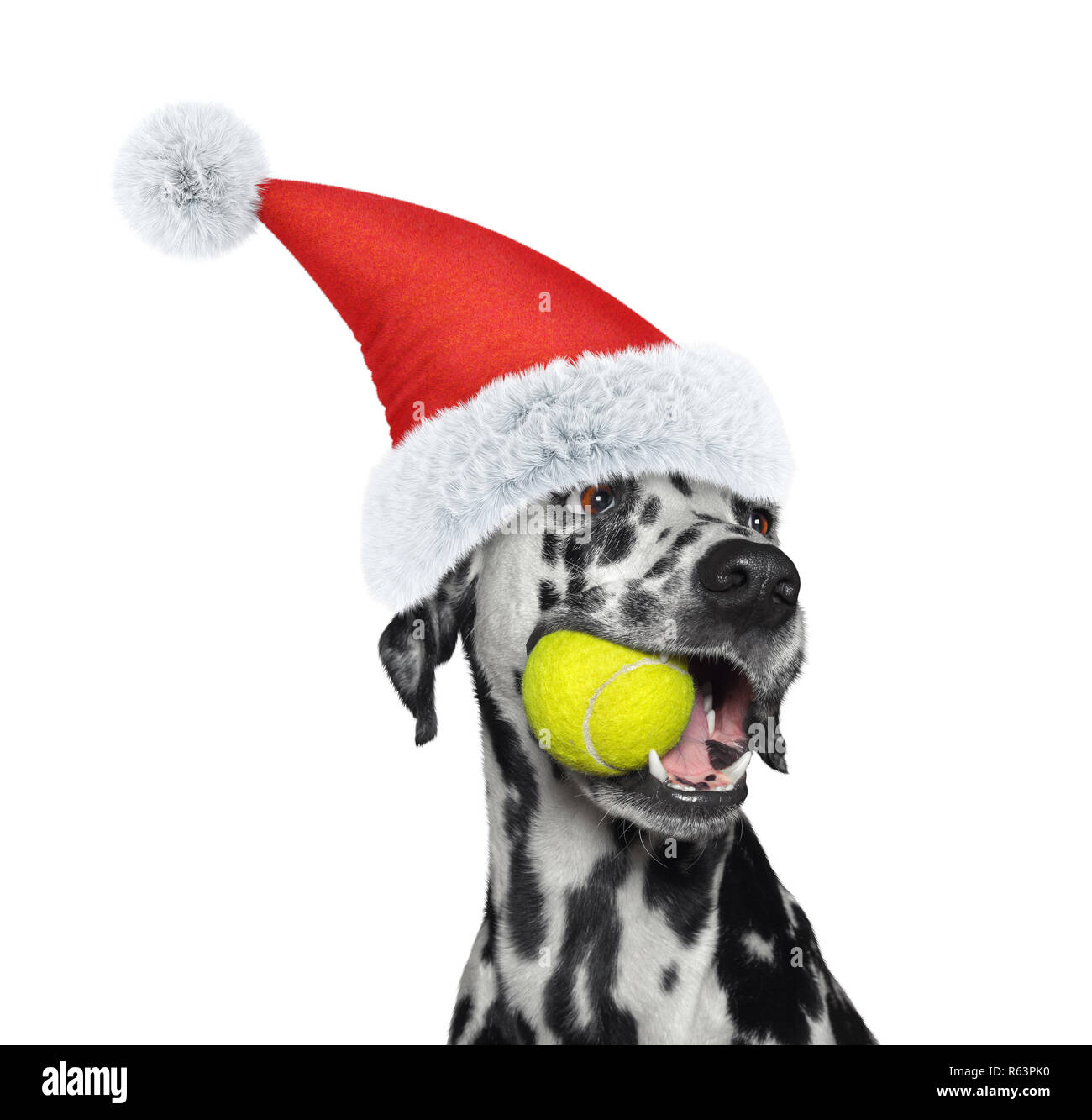 Christmas dalmatian dog with a ball. Isolated on white Stock Photo