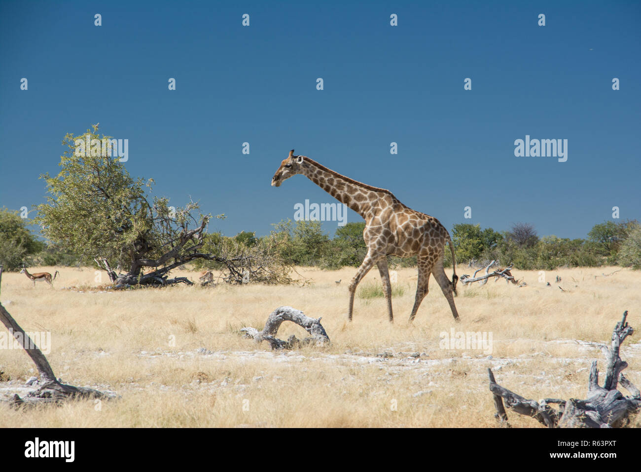 Giraffe in Namibia Stock Photo