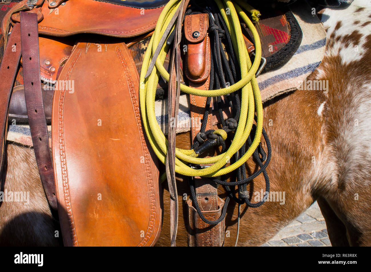 The Appaloosa, a horse breed best known for its colorful leopard