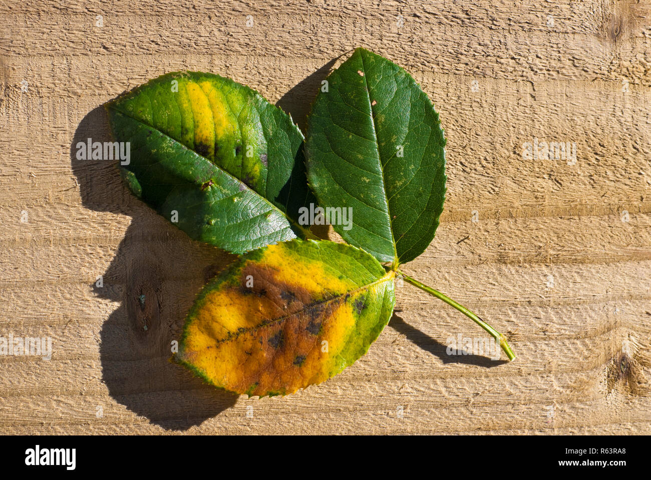 Close up of black spot fungal fungus disease on rose leaves leaf