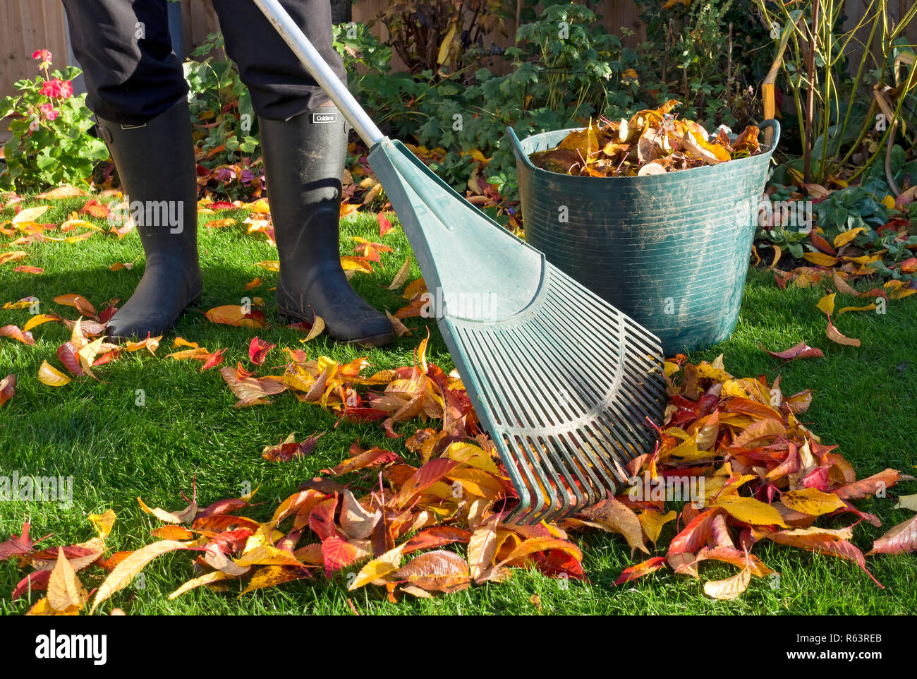 Close up of person man gardener man collecting raking sweeping fallen leaves on grass garden lawn in autumn England UK United Kingdom GB Great Britain Stock Photo