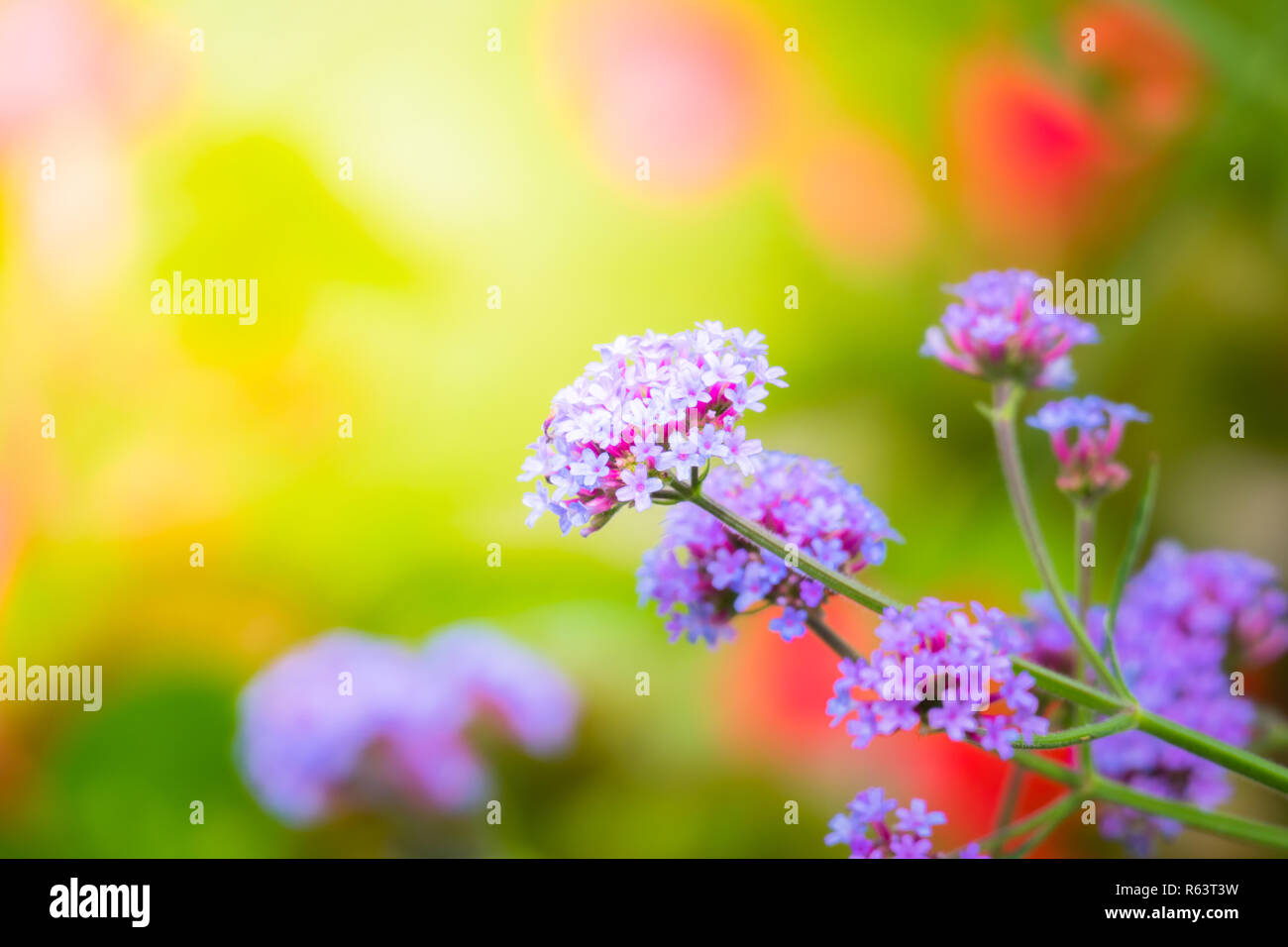 The background image of the colorful flowers Stock Photo - Alamy