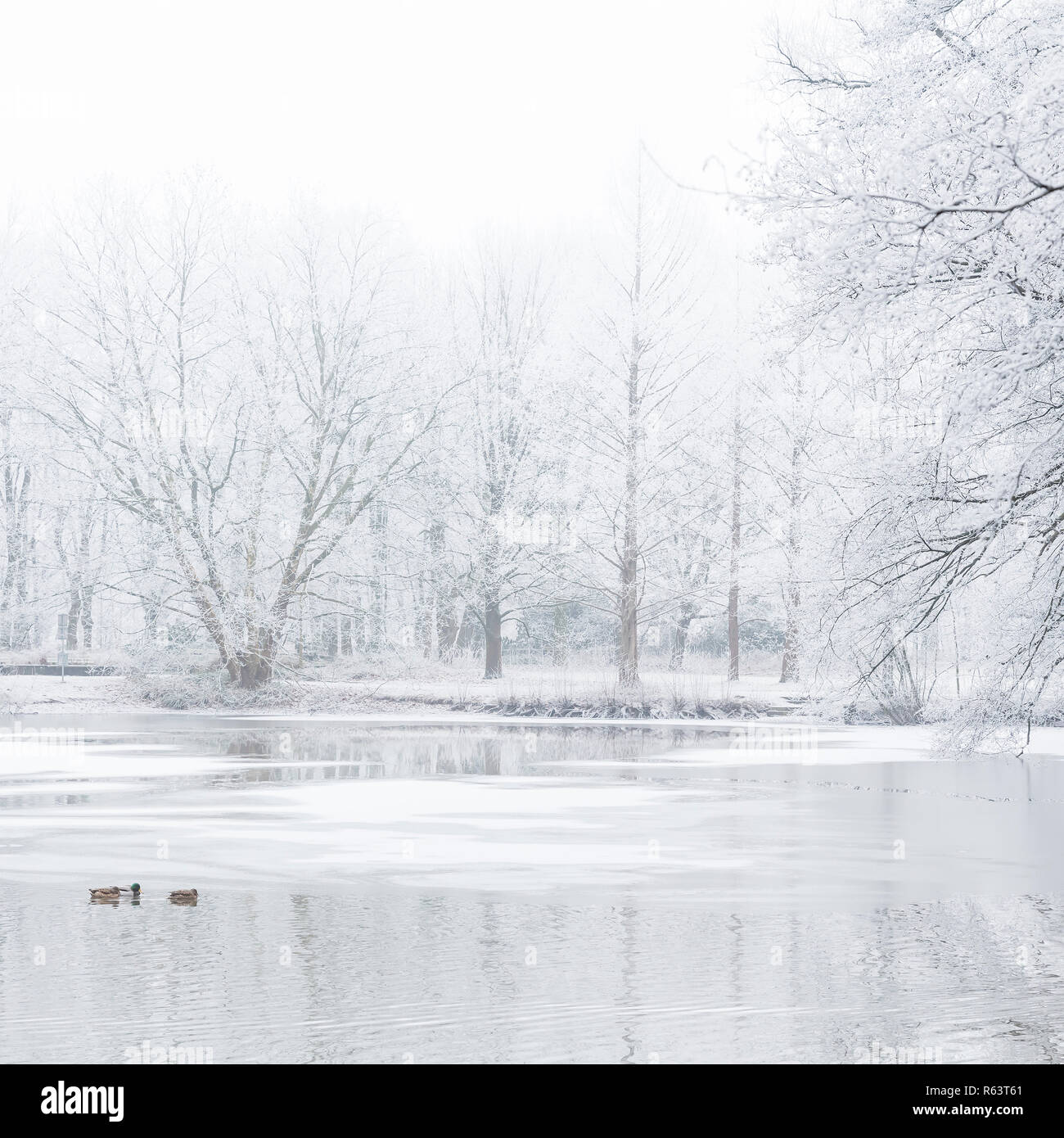 winter mood at the lake with fog Stock Photo