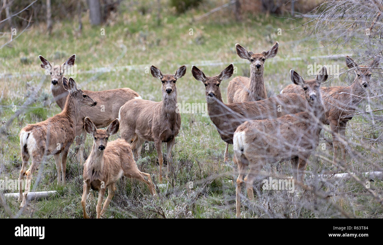 A pack of roe deers near Black Hawk, Colorado, USA Stock Photo