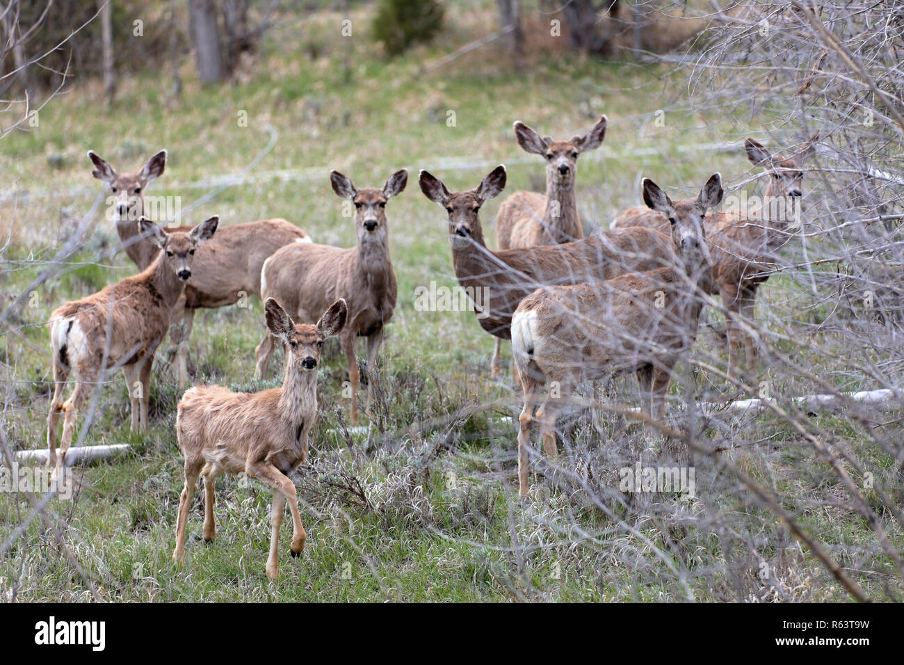 A pack of roe deers near Black Hawk, Colorado, USA Stock Photo