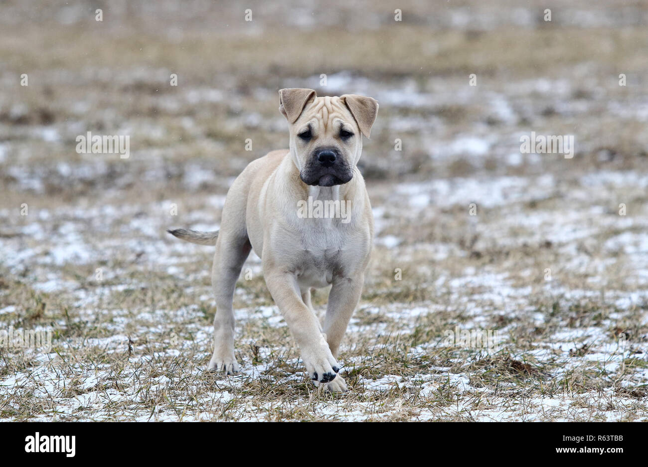 White three months old Ca de Bou (Mallorquin Mastiff) female puppy dog playing outdoors Stock Photo
