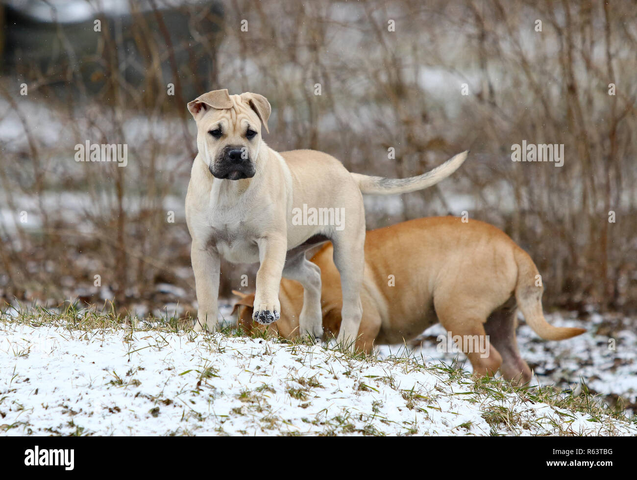 mallorquin mastiff