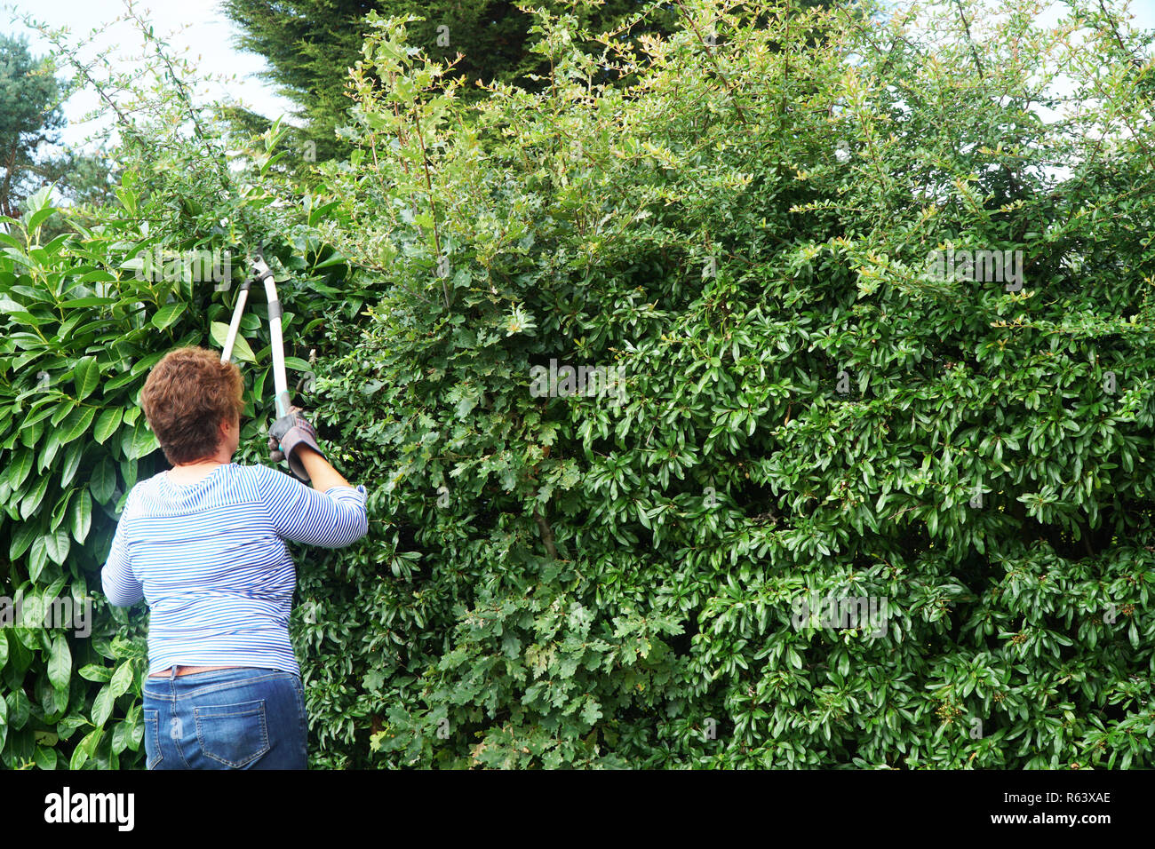 Woman cutting a tall hedge by hand Stock Photo Alamy