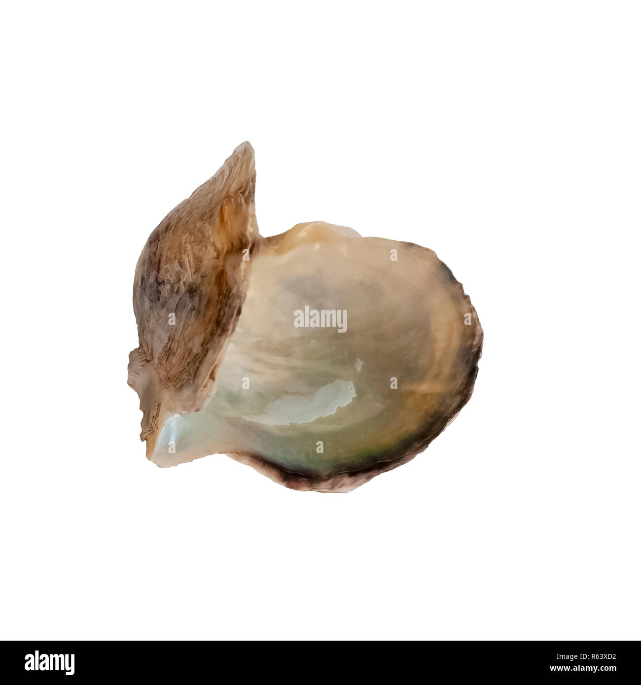 Open double clam shell still held together on white background Stock Photo