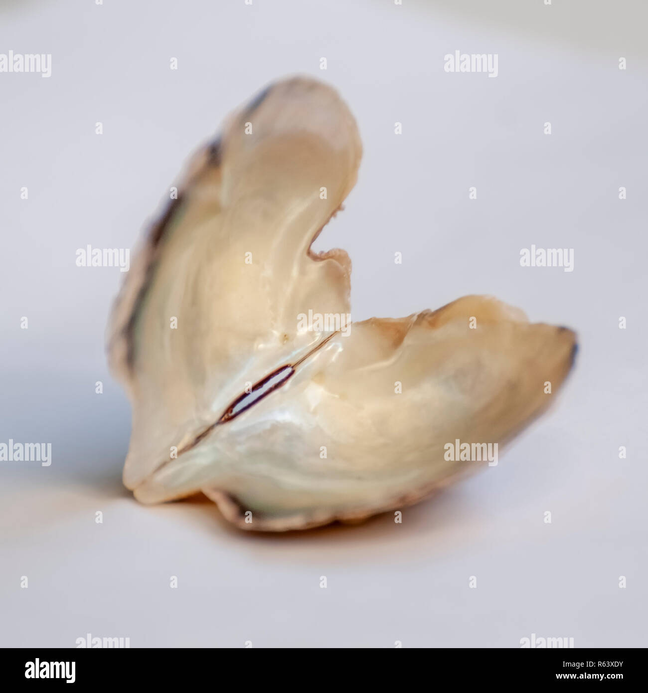 Open double clam shell still held together on white background Stock Photo