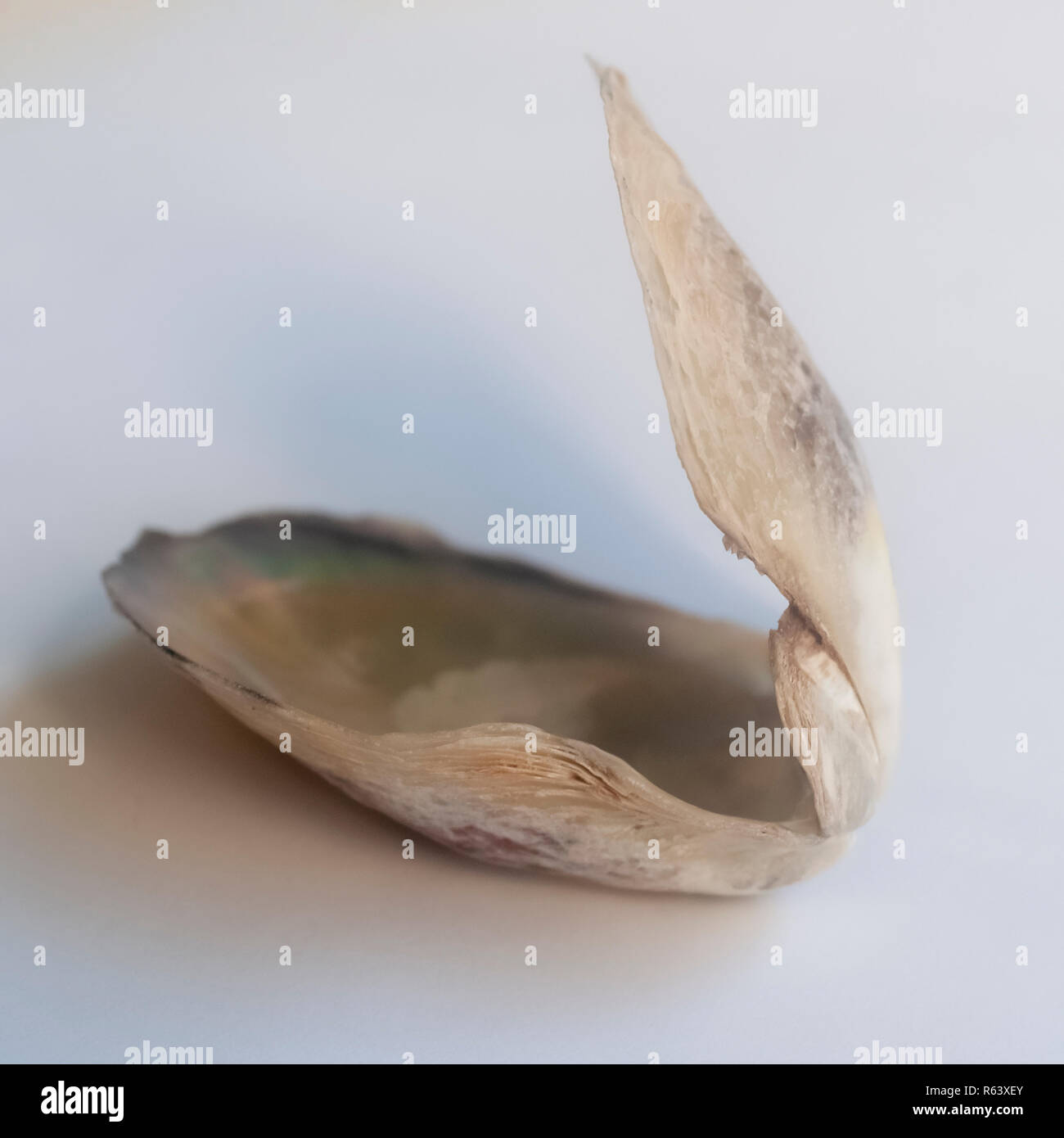Open double clam shell still held together on white background Stock Photo