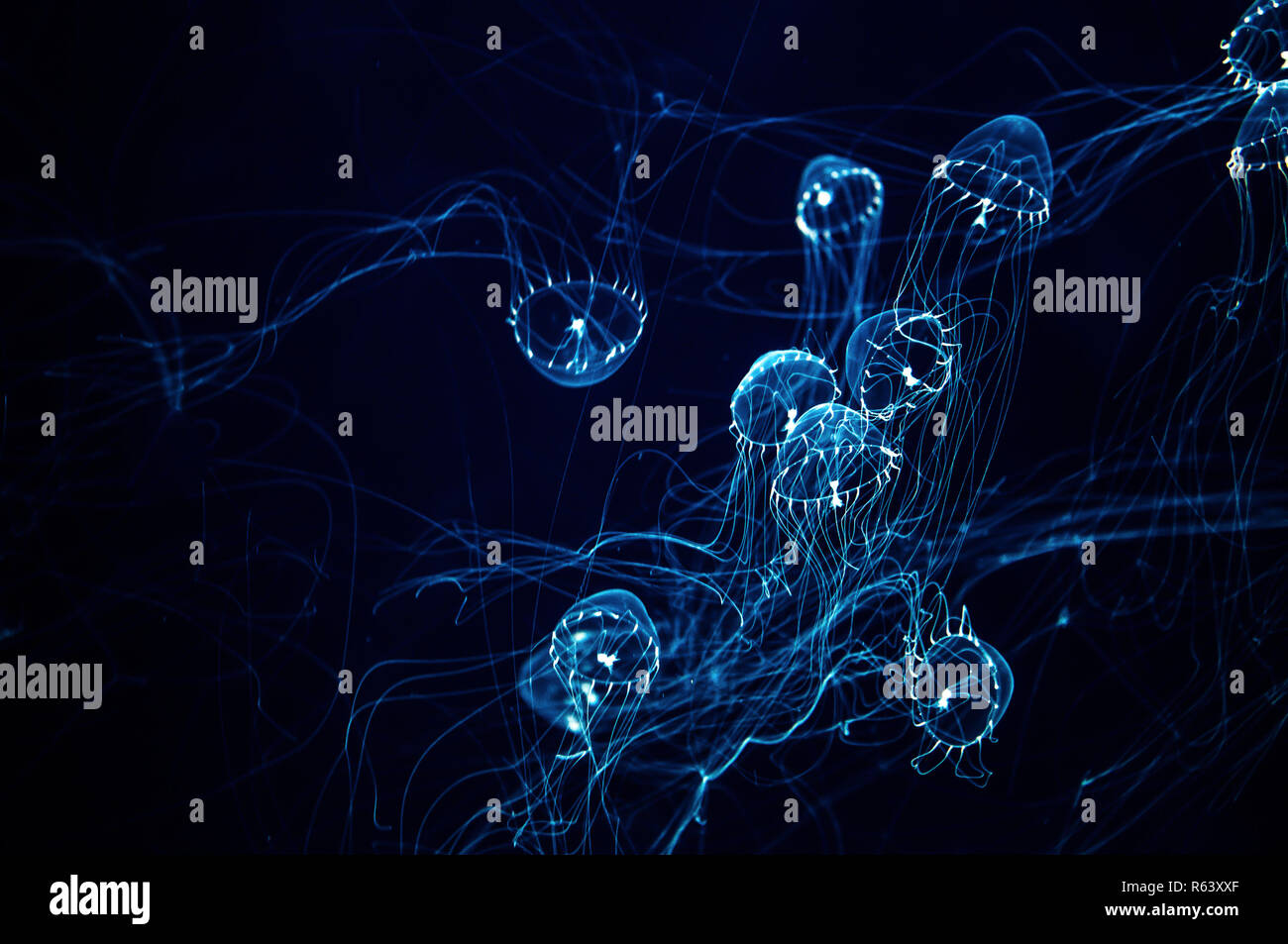 Transparent, glow in the dark jellyfish with long tentacles Stock Photo