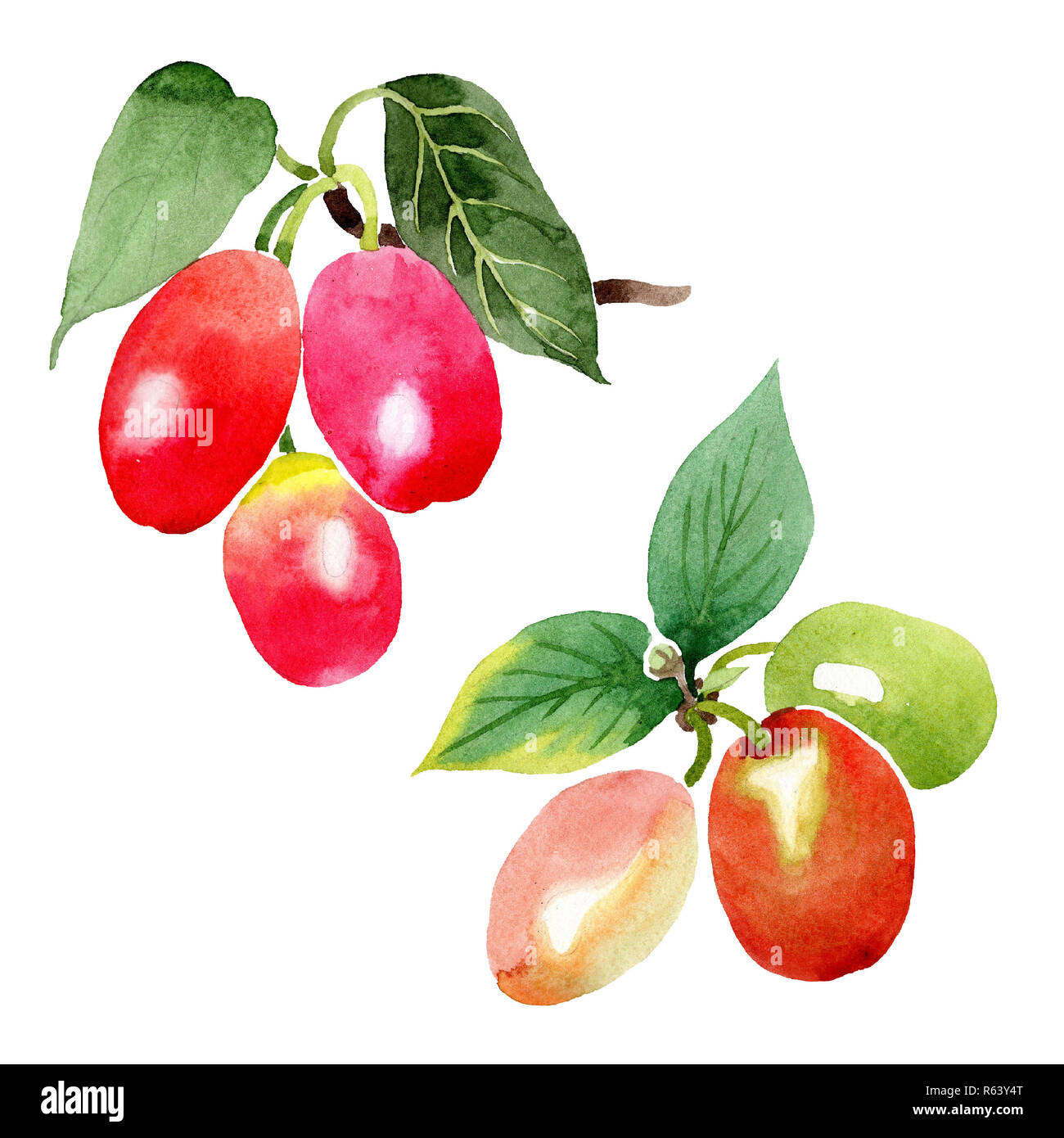 Branch with cornus mas berries. Isolated illustration element. Green