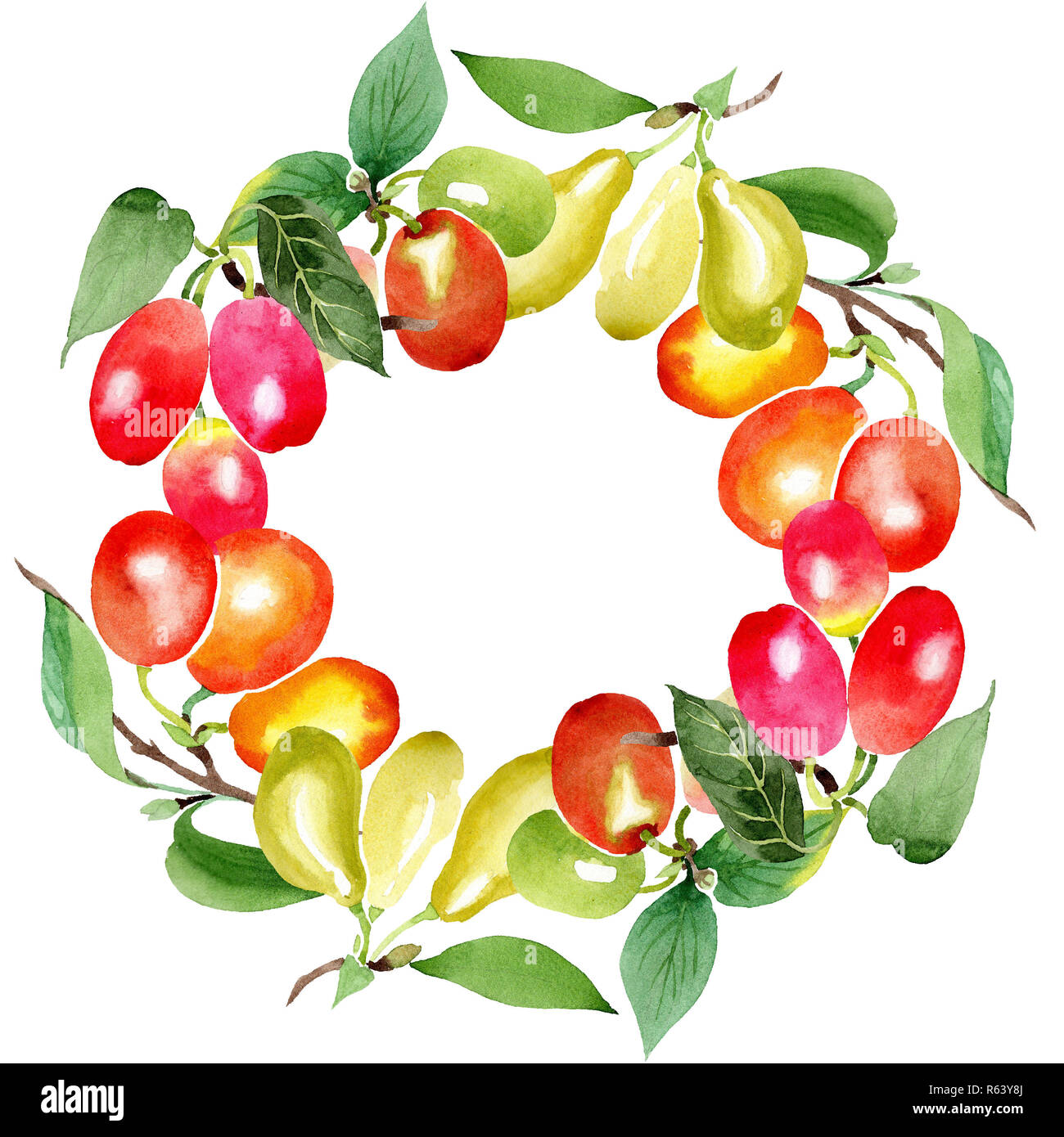 Branch with cornus mas berries. Watercolor background illustration set