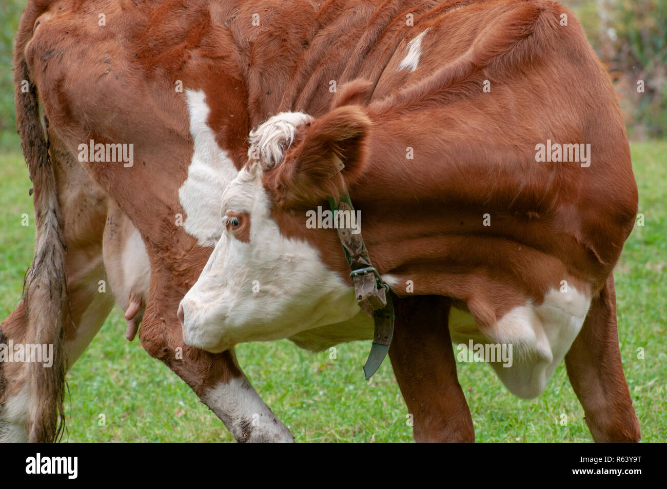 Tyrolean Brown Cow without horns grazing in a mountain pasture, Stubai Valley, Tyrol, Austria Stock Photo