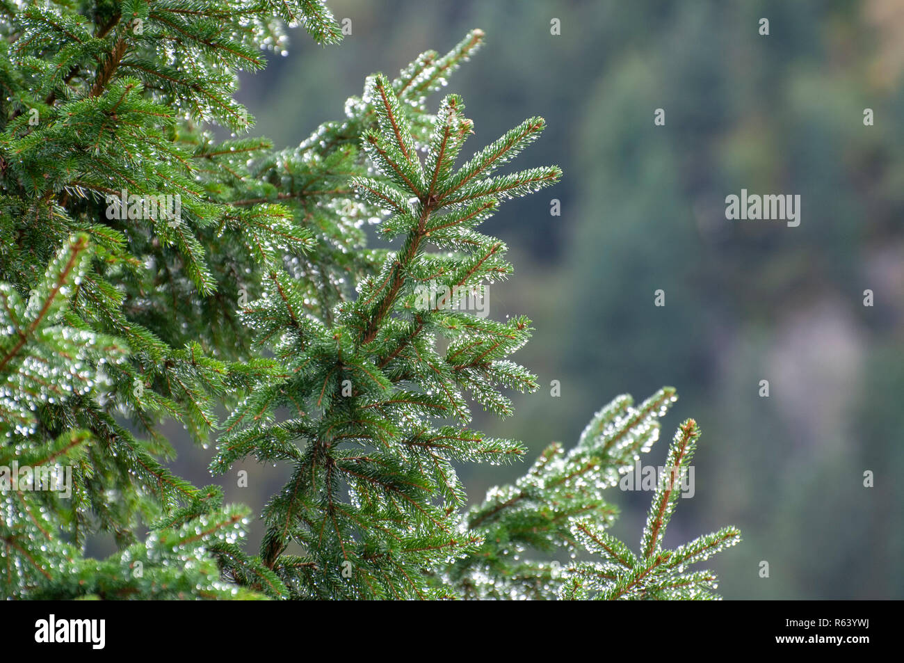 Needle Shaped Leaves High Resolution Stock Photography and Images - Alamy