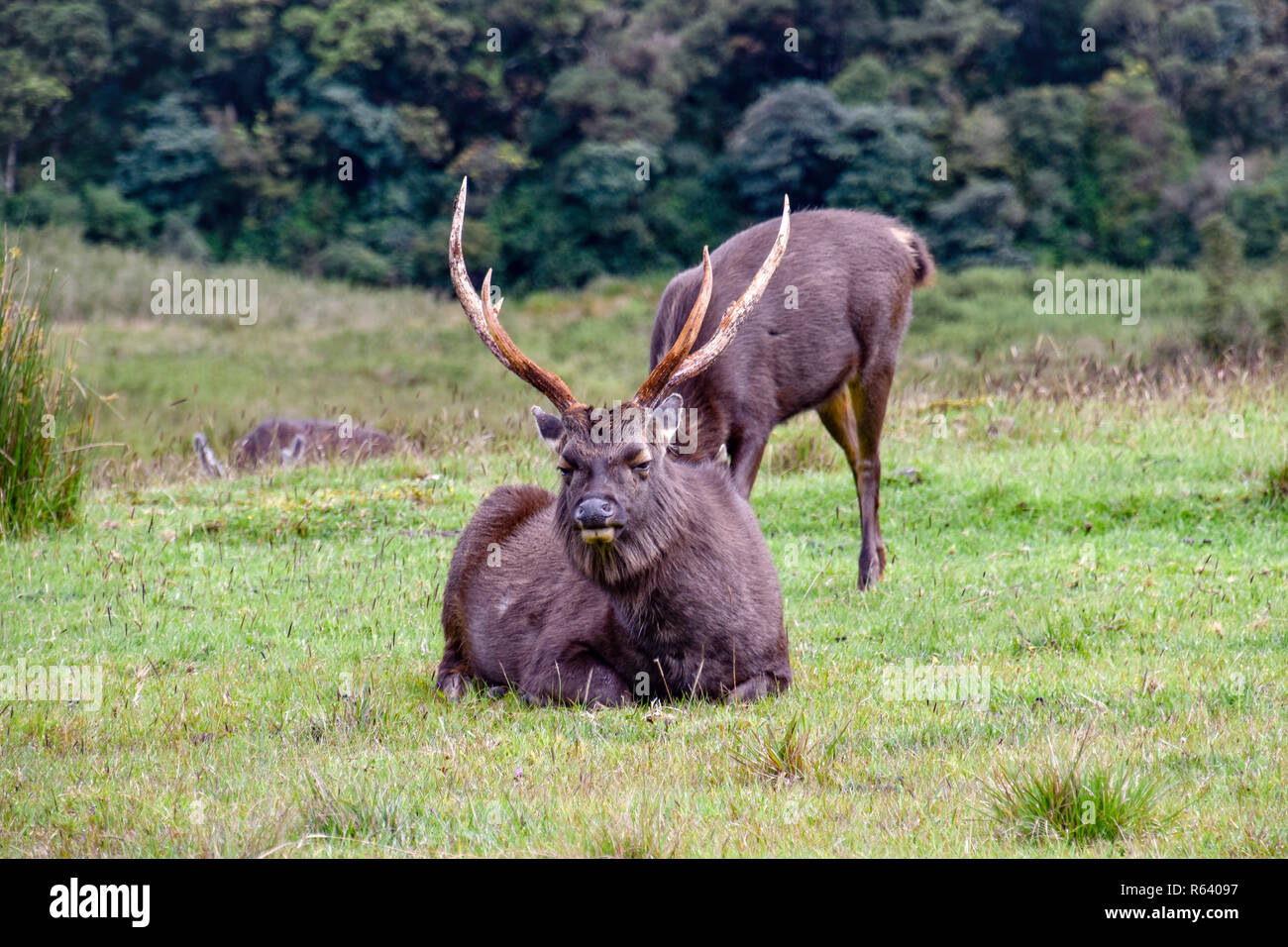 Hirsche im Hortons Plains Nationalpark auf Sri Lanka Stock Photo